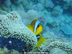 Two-banded anemonefish by Louis Van Der Merwe 